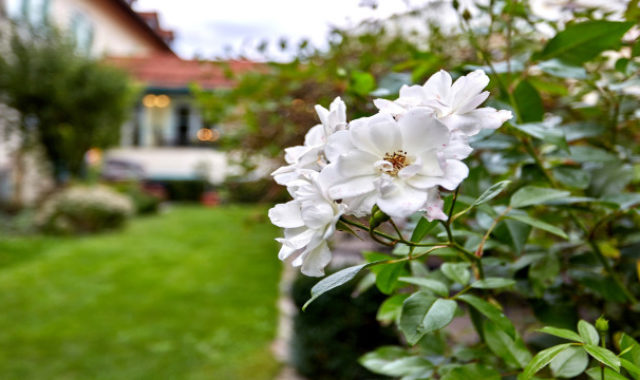 LInderhof Garten 640