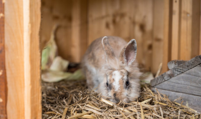 Kaninchen Caspar