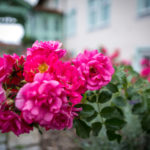 Rosen am Hotel Linderhof