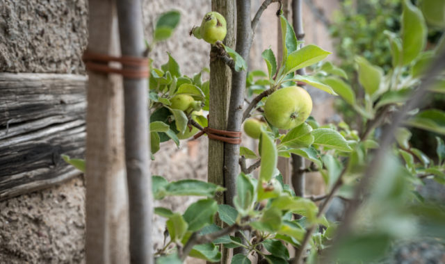 Apfelbaum
