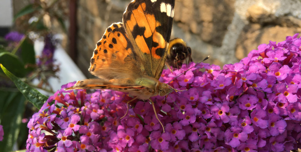 Sommerflieder mit Schmetterlingen